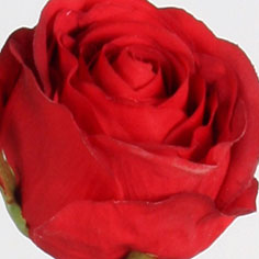Rose dutchess