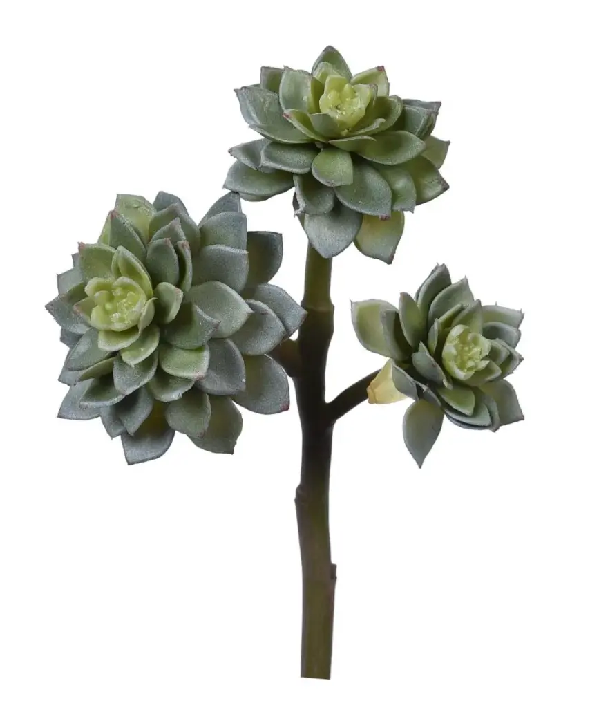 Rosette Succulent 