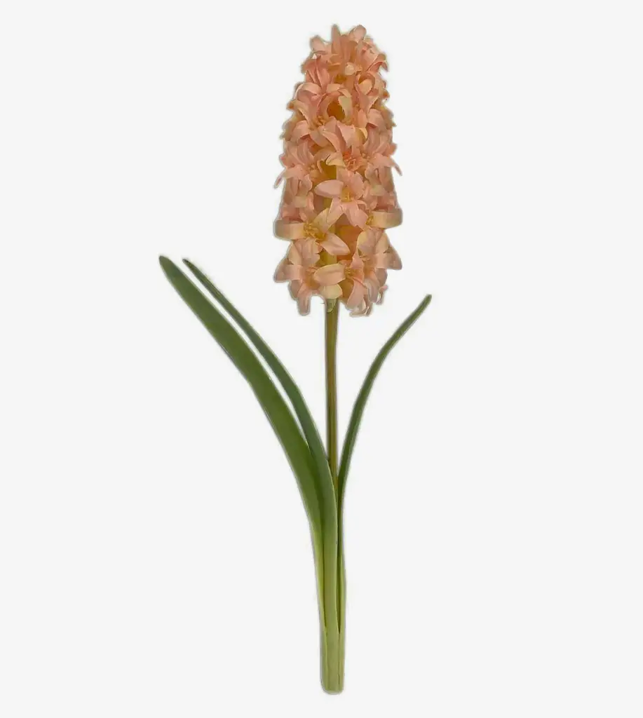 Hyacinth