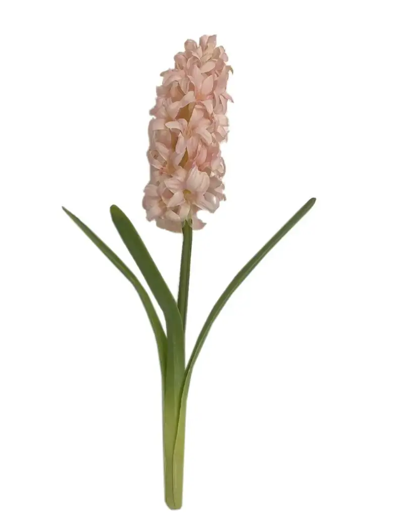Hyacinth