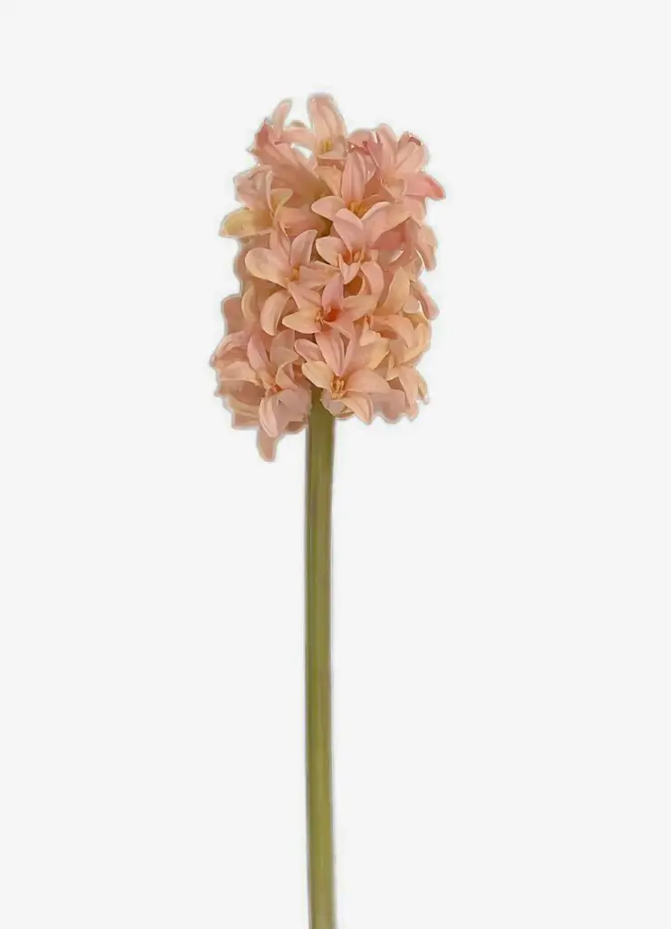Hyacinth