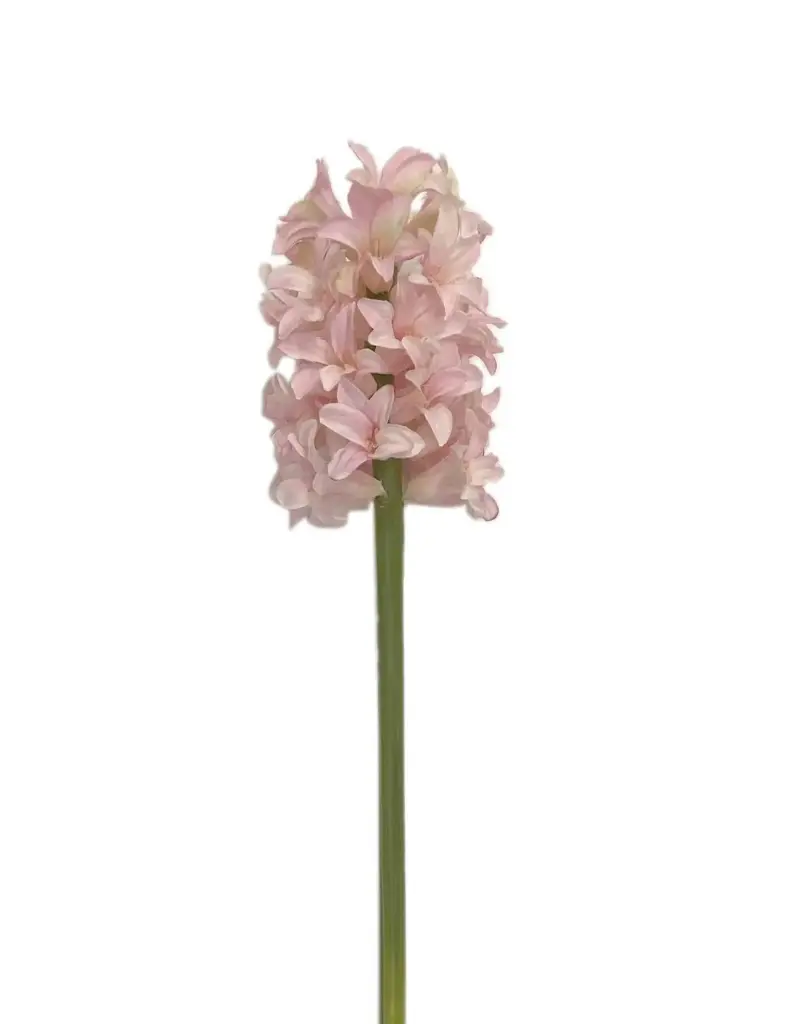 Hyacinth 