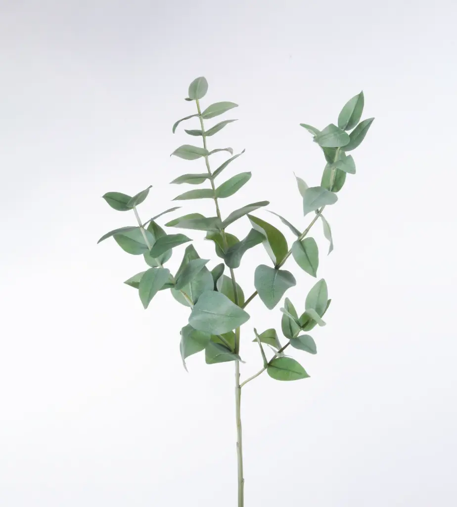 Eucalyptus 