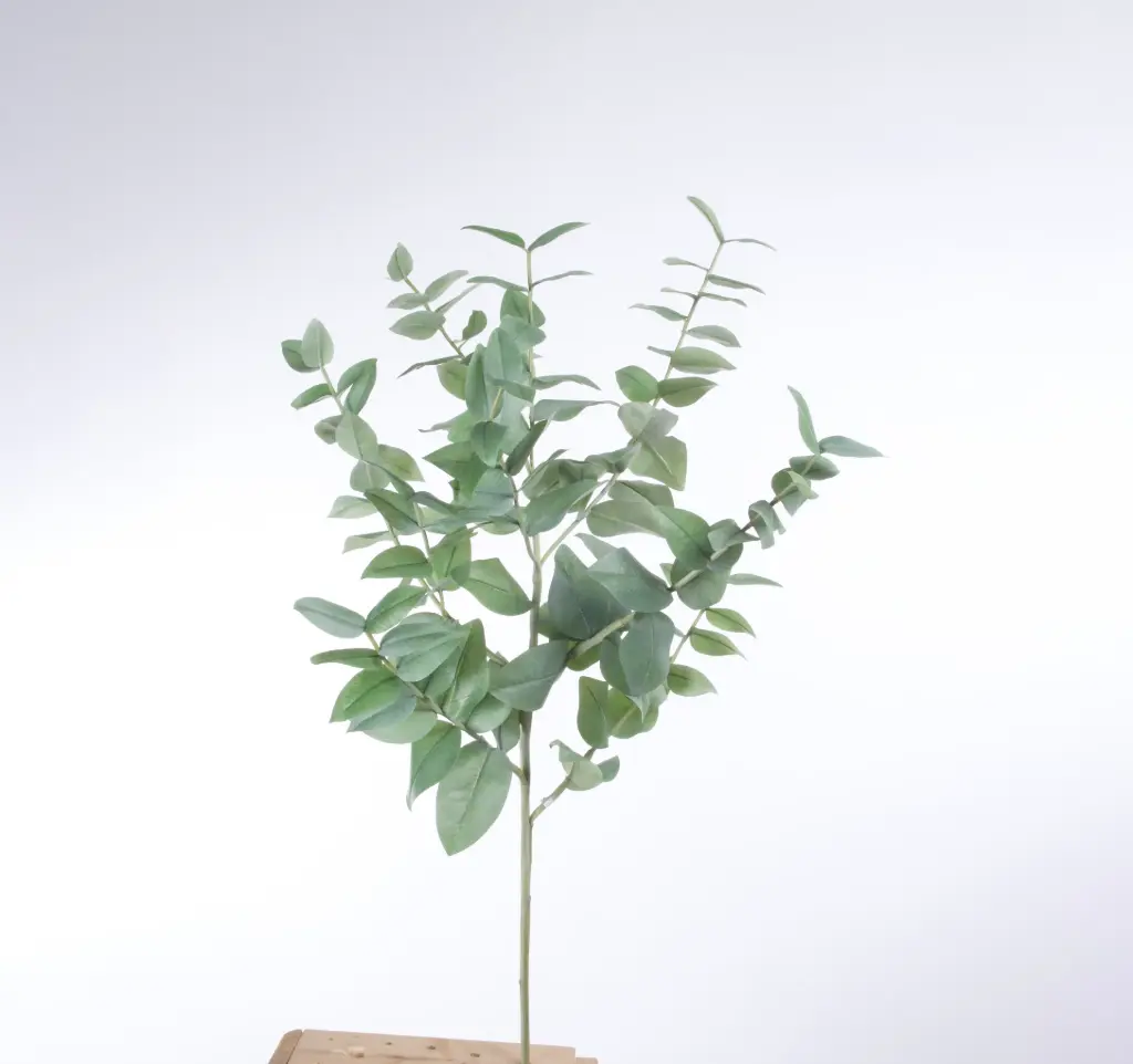 Eucalyptus 