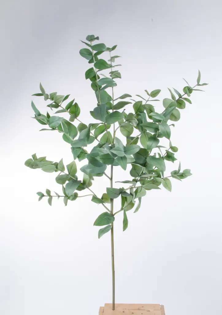 Eucalyptus 