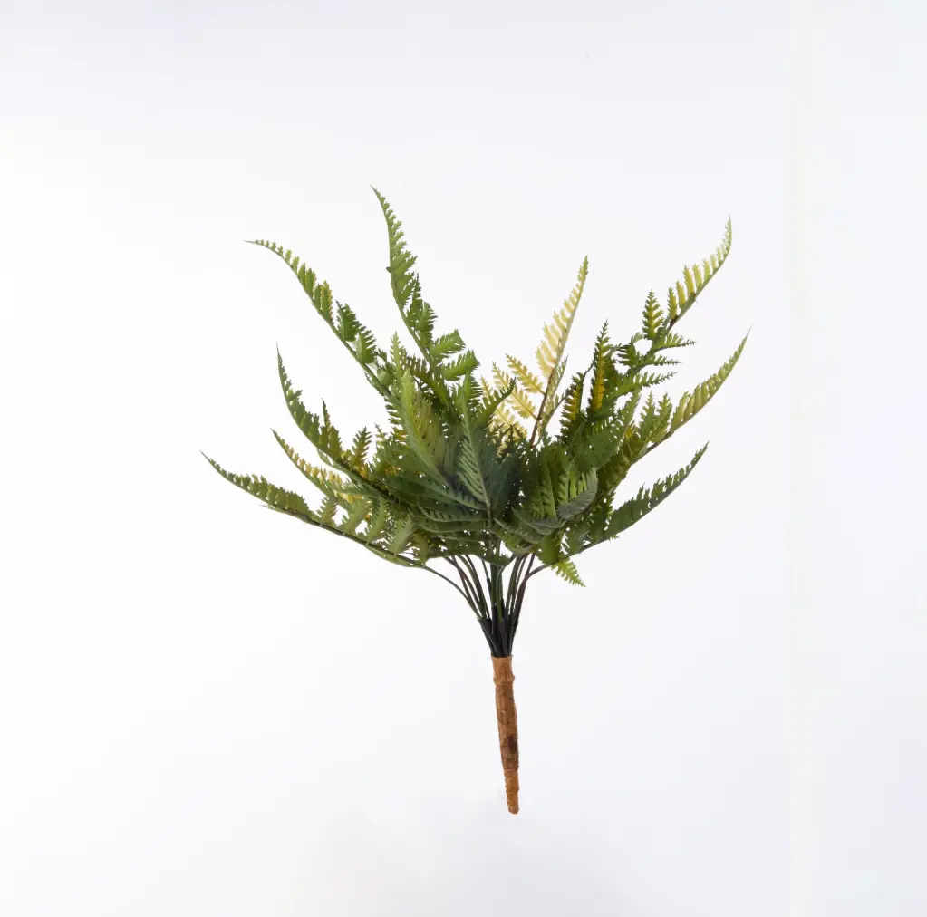 Fern bush 