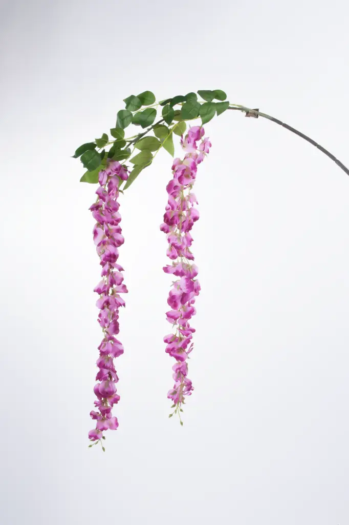 Wisteria 