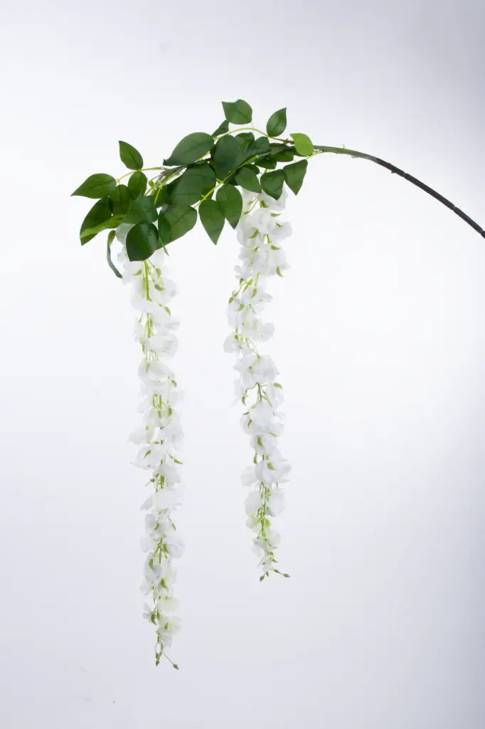 Wisteria 
