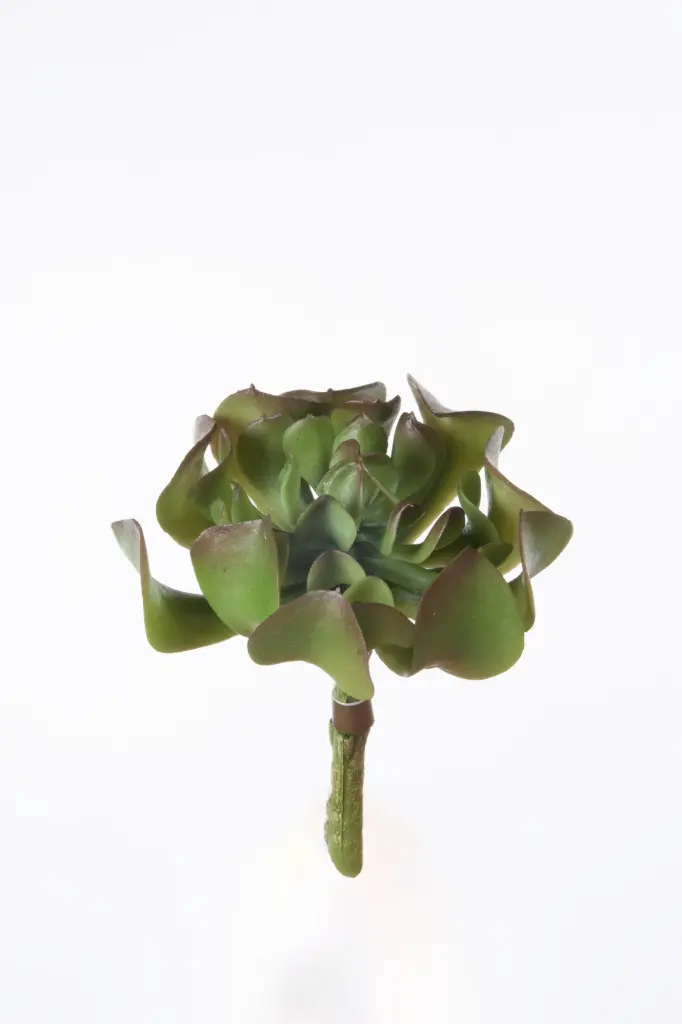 Echeveria succulent 