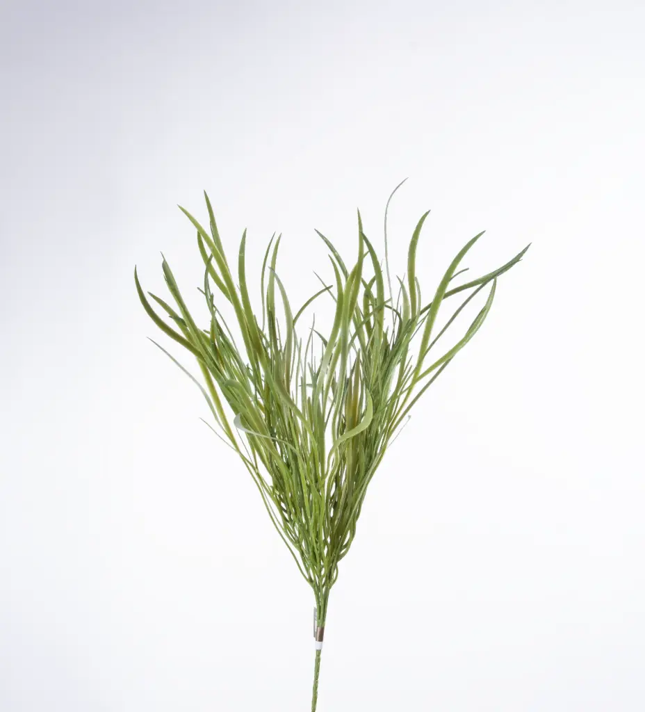 Aquatic plant 