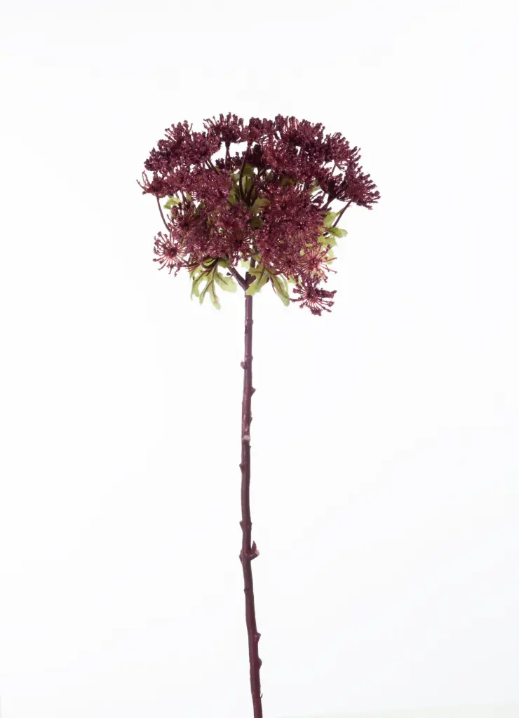 Wild Carrot
