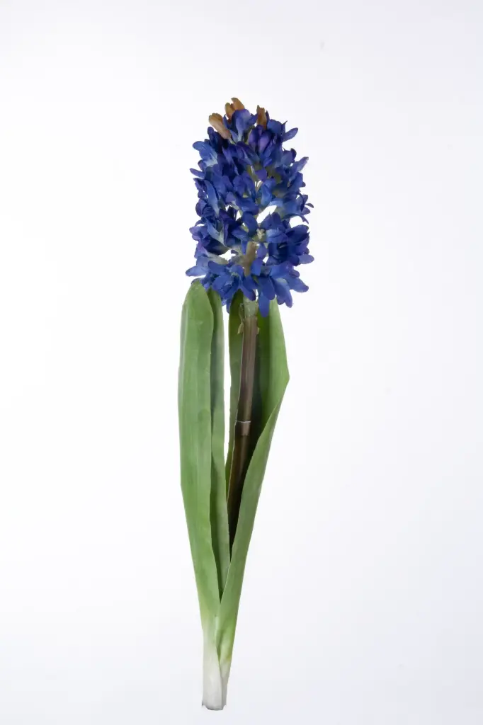 Hyacinth
