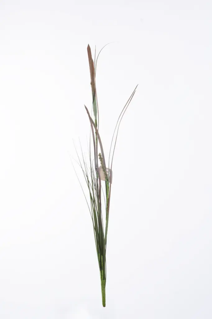 Grass 