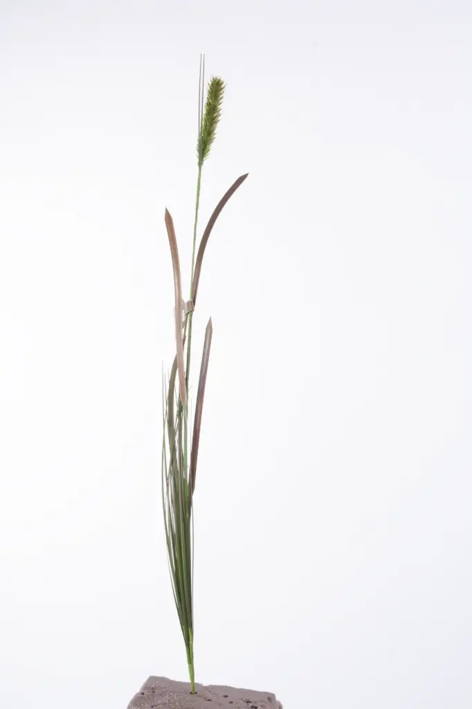 Grass 