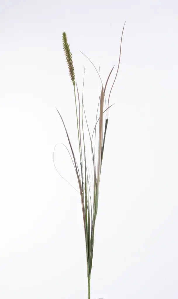 Grass 