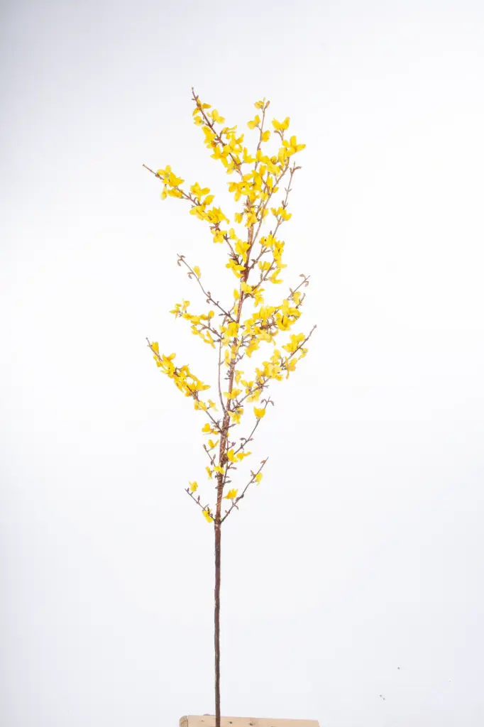 Forsythia 