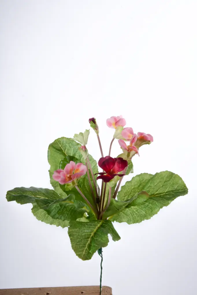 Primula 