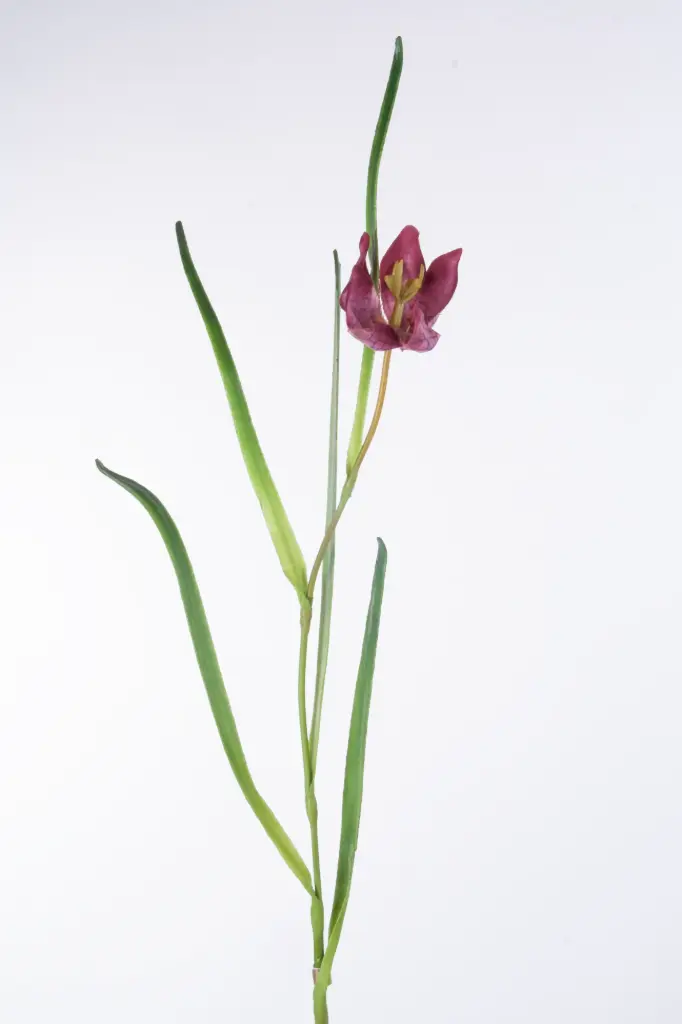 Fritillaria