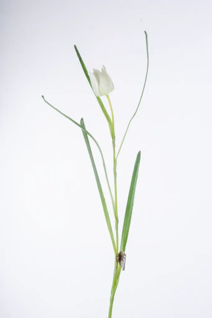 Fritillaria