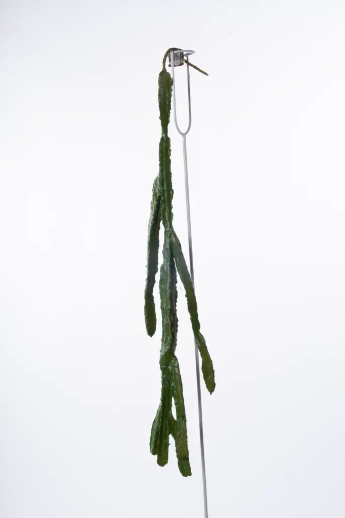 Hanging Rhipsalis 
