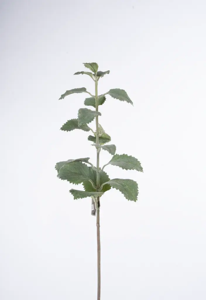 Oregano 