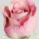 [7151] Rose (Alternative 3)