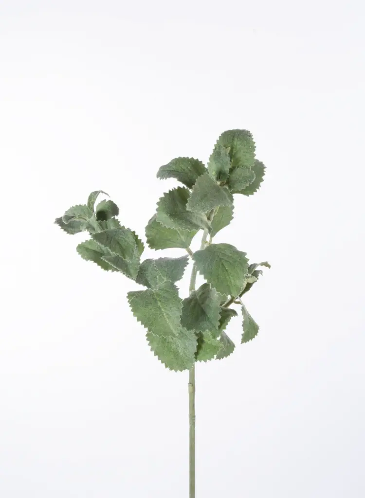 Oregano 