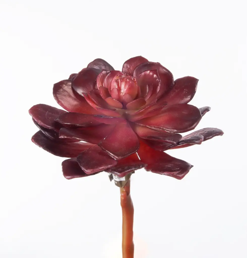 Rosette Succulent 