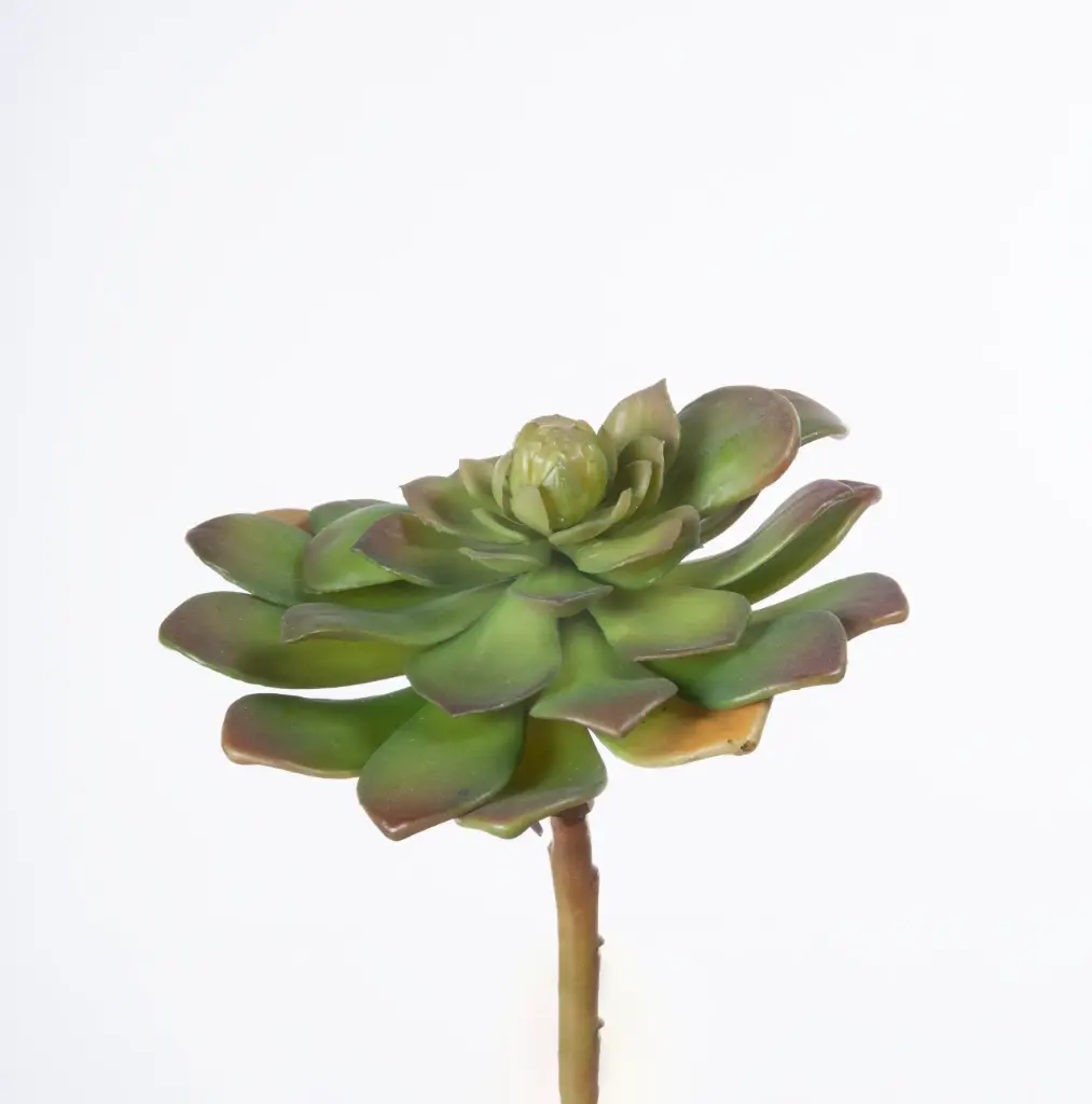 Rosette succulent 
