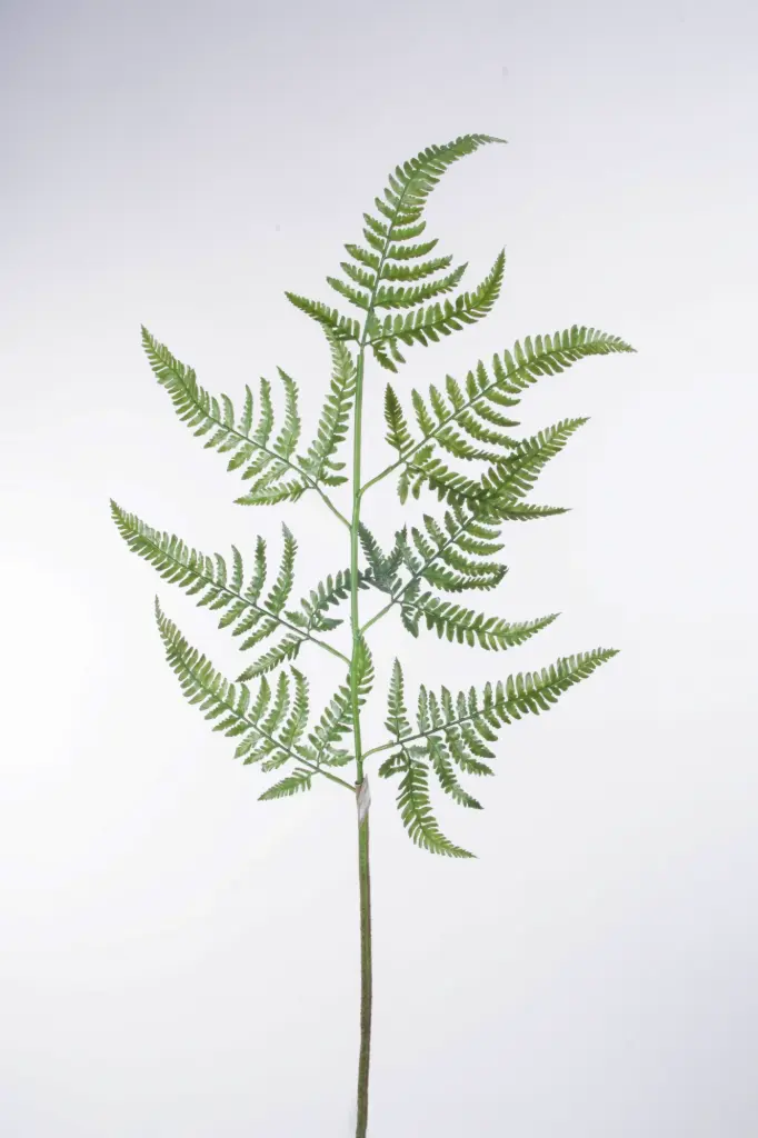 Fern  