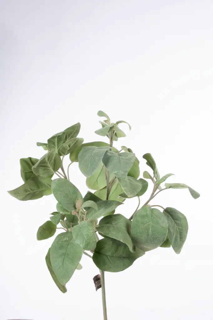 Sage stem 