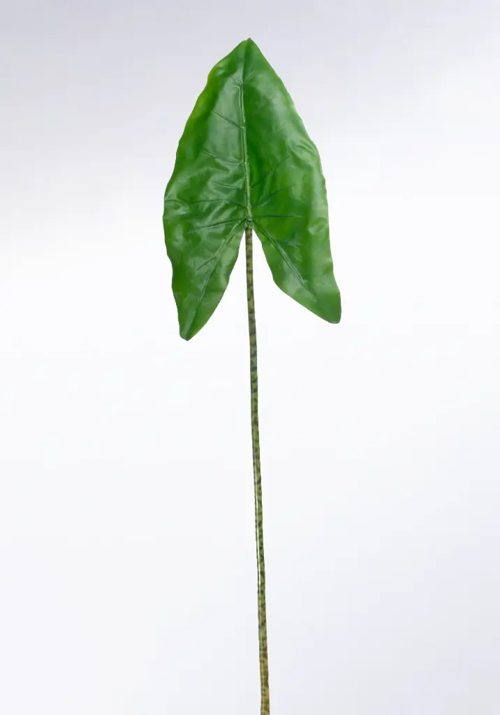 Alocasia Zebra