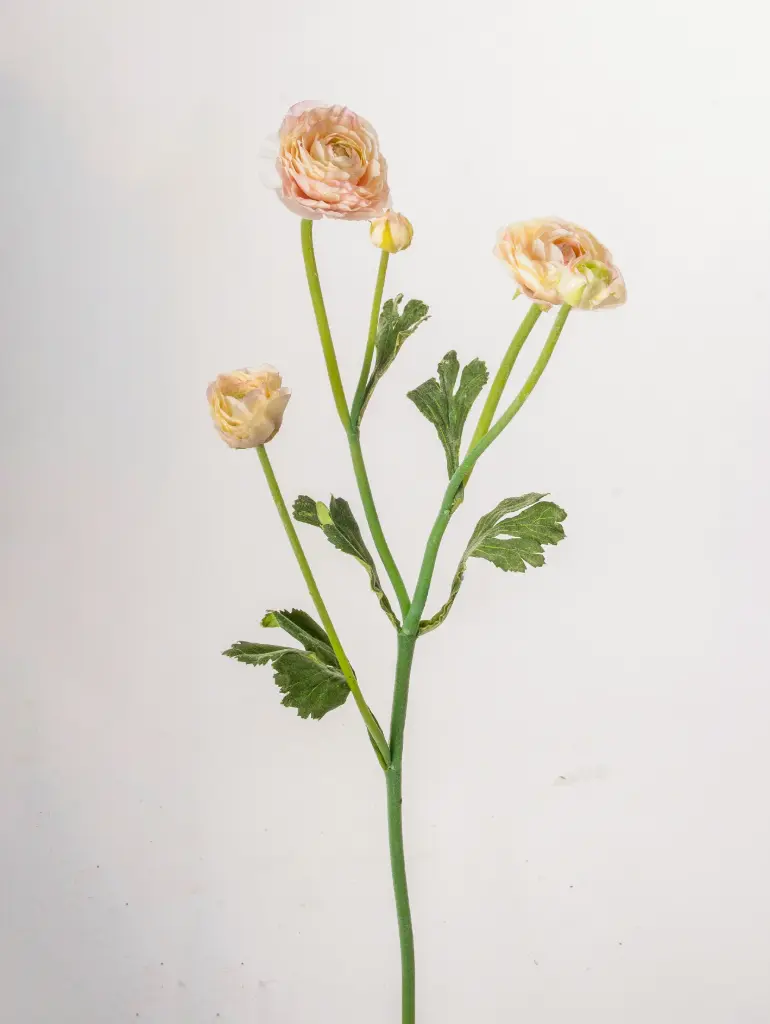 Ranunculus