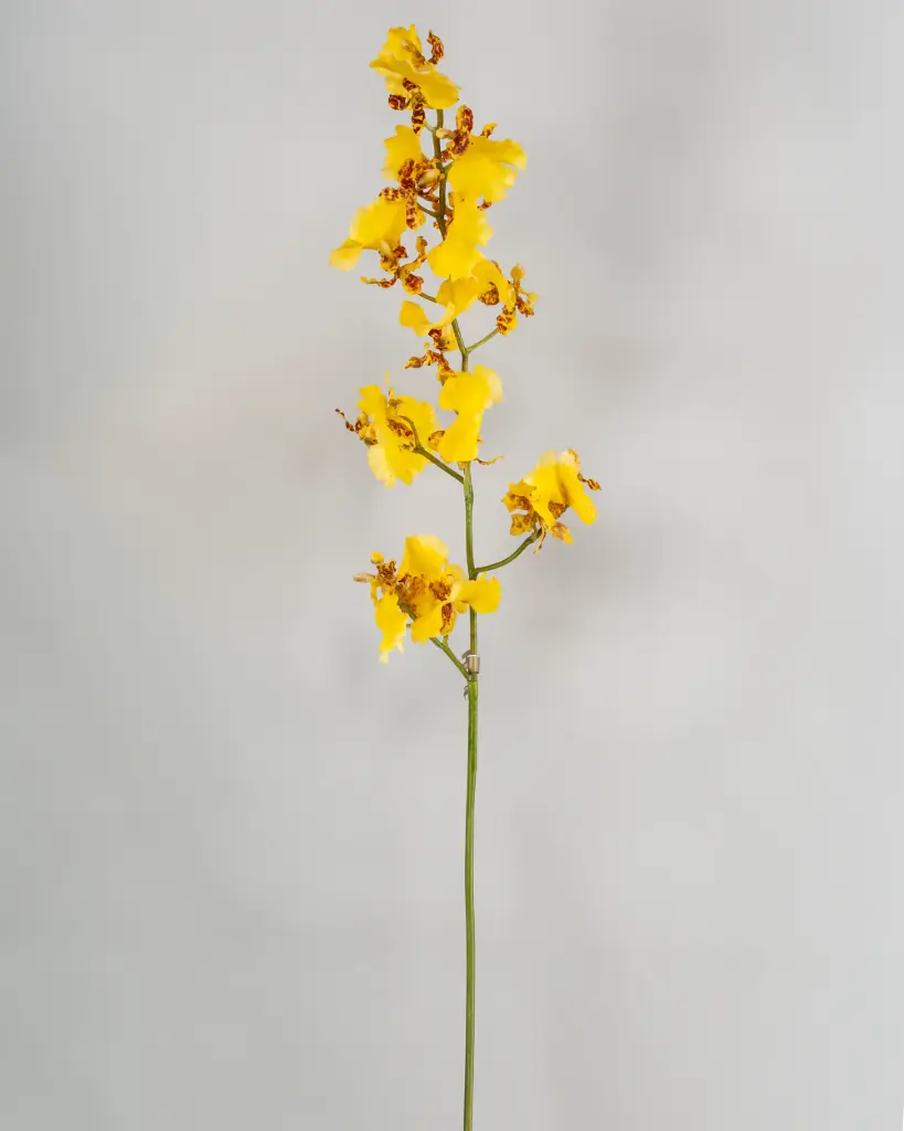 Dancing Orchid 
