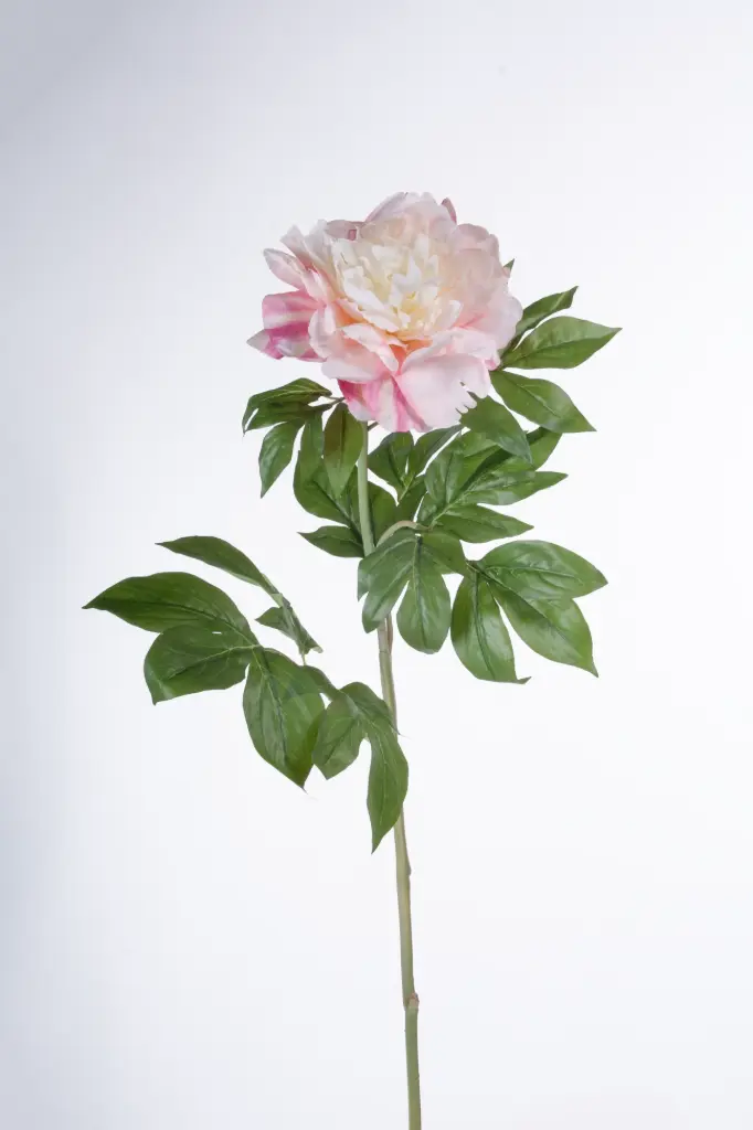 Japanese peony 