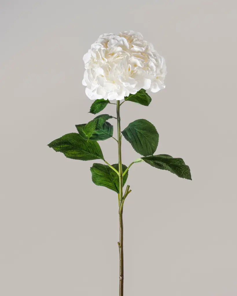 Hydrangea 