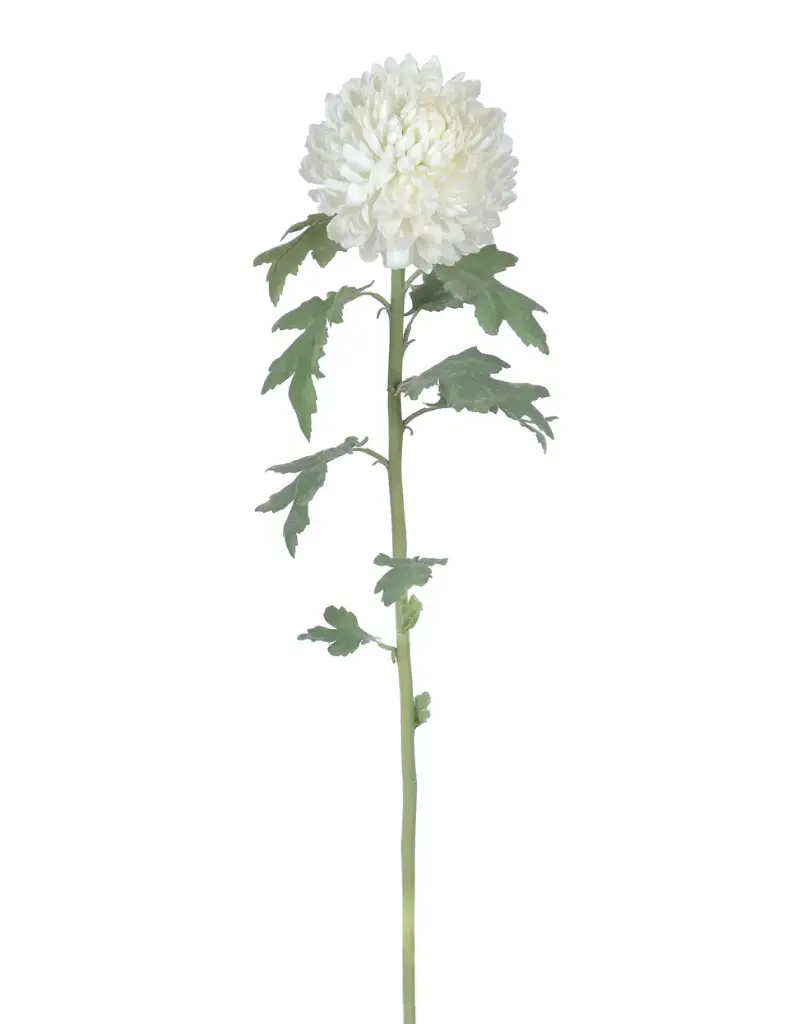 Chrysantemum