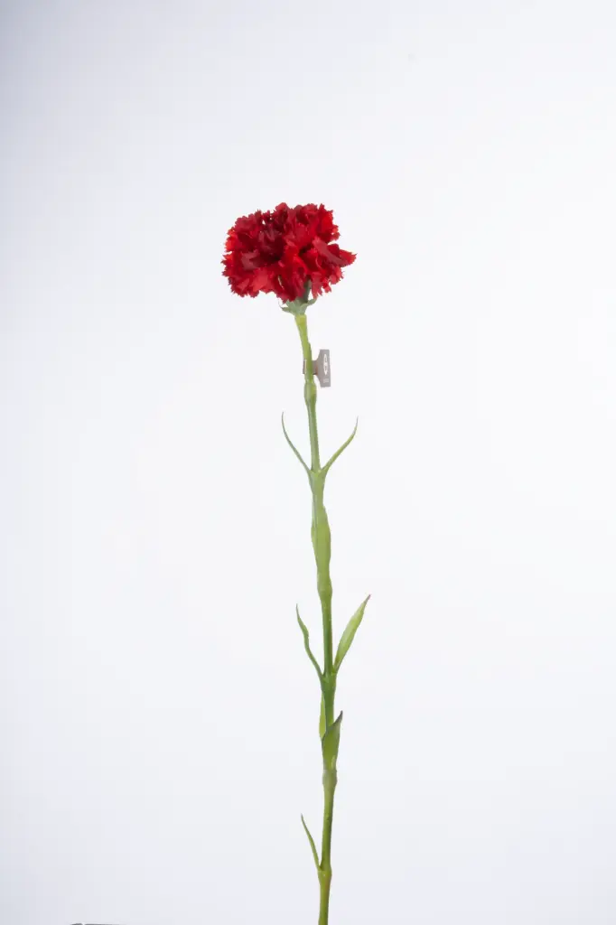 Carnation 