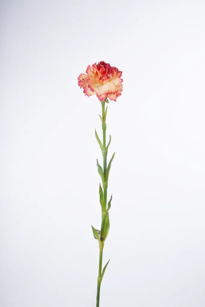 Carnation 