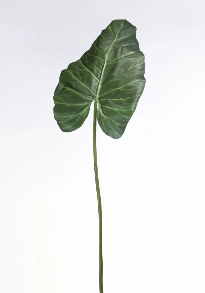 Alocasia