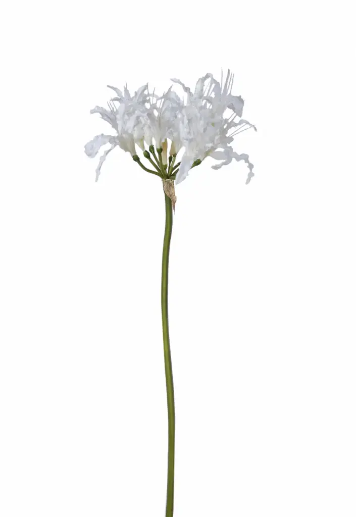 Nerine 