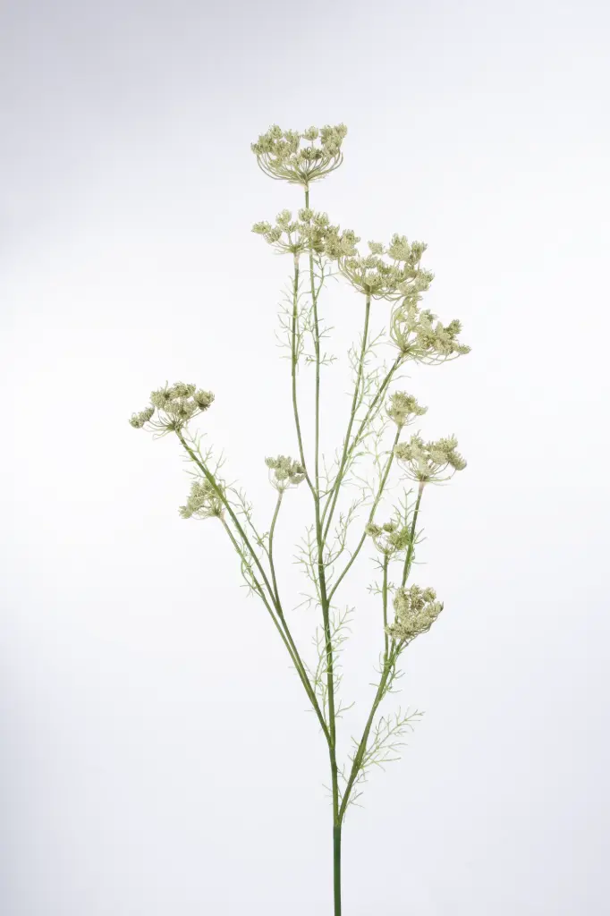 Queen Anne Lace 