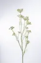 Queen Anne Lace 