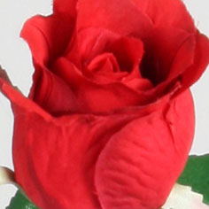 [7153] Rose (Alternative 5)