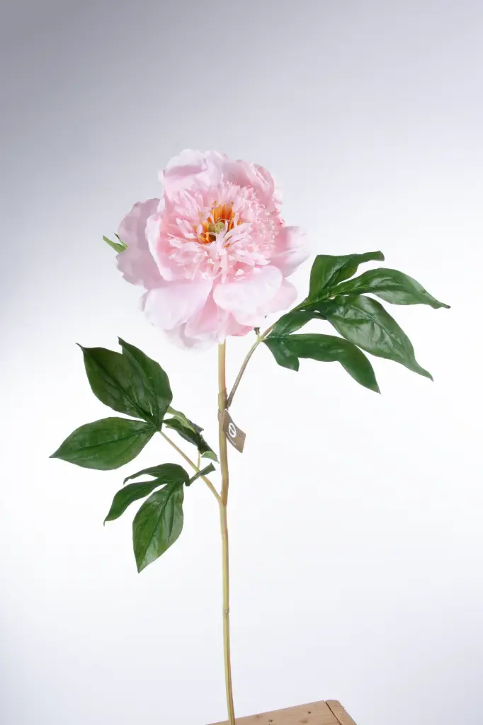 Peony 