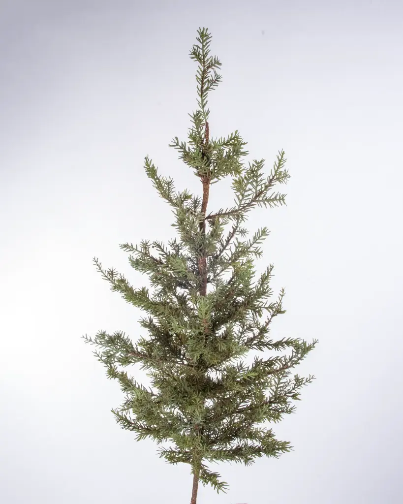 Pine tree 