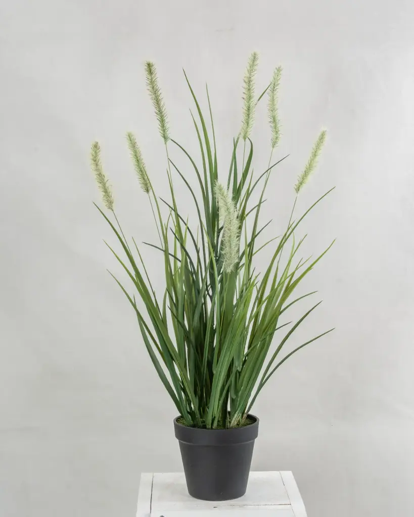 Grass With Plumes Potted  