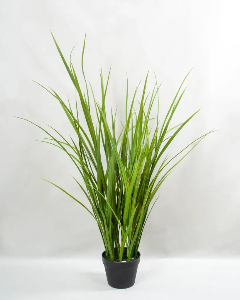 Grass Potted 