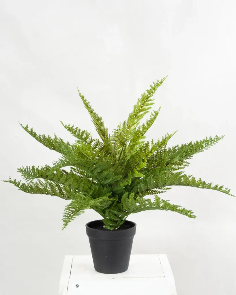 Fern Potted