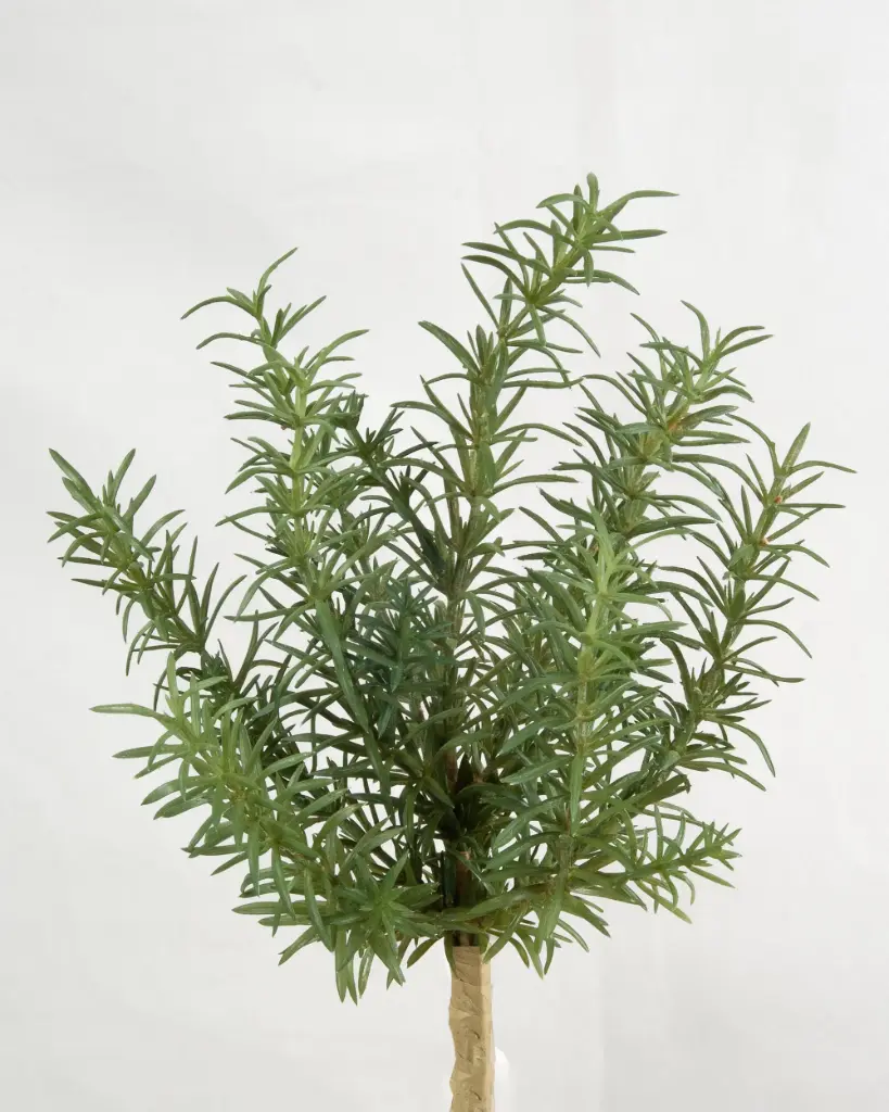 Rosemary Bush 